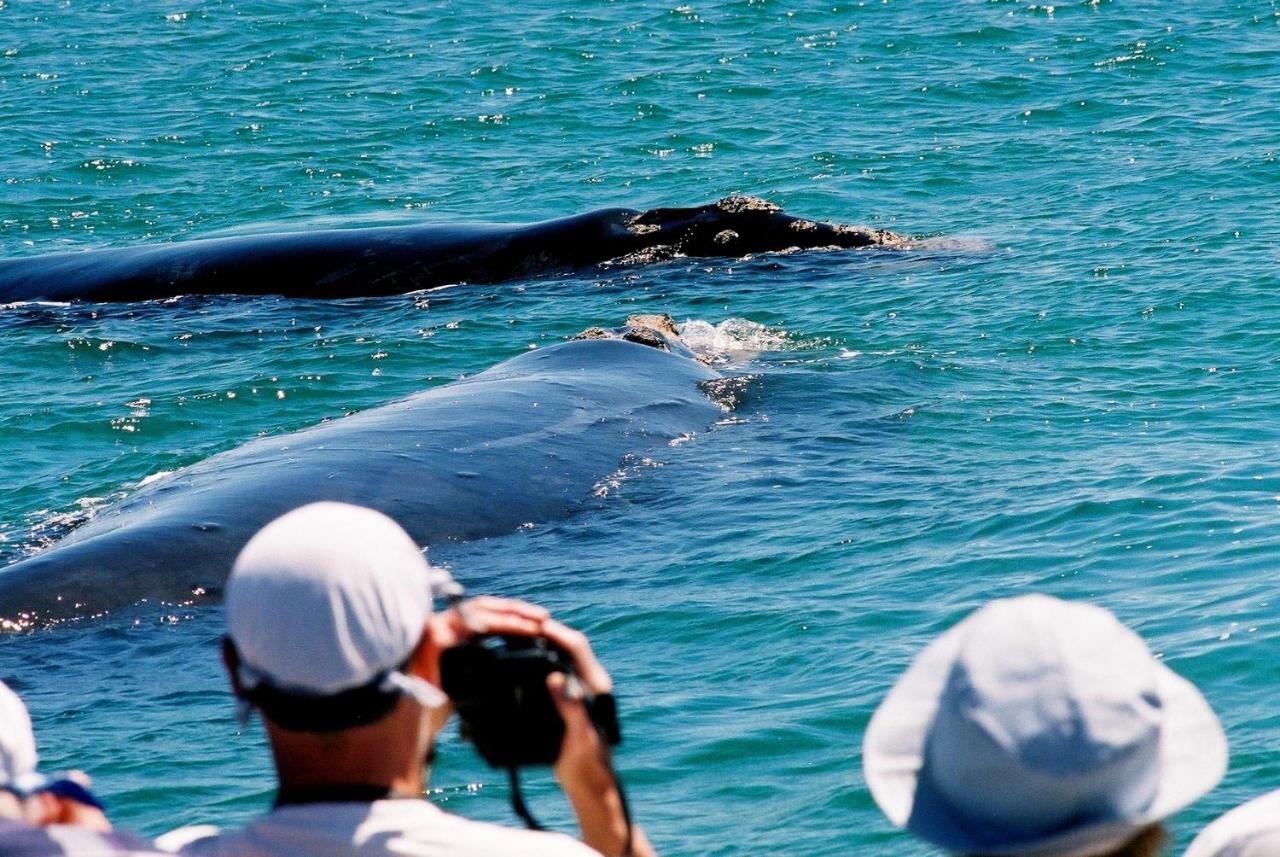 The Whale On Main B&B Hermanus Dış mekan fotoğraf